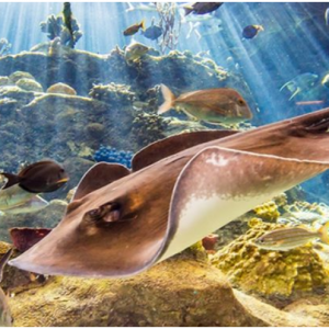 BestOfOrlando - 佛罗里达水族馆门票 The Florida Aquarium $18起