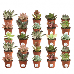 Costa Farms 2 in. Mini Unique Succulents in Round Grower Pot (25-Pack) @ Home Depot