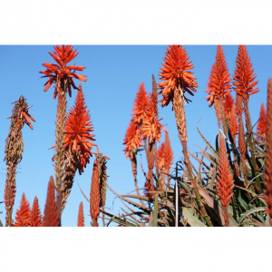 Weekend Getaway with Kids from San Francisco to Santa Cruz