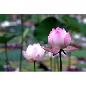 2025扬州赏荷攻略(附最佳赏荷时间地点+门票+交通路线)