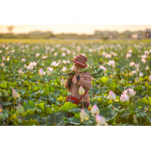 2025昆明及周边赏荷攻略(附最佳赏花时间地点+门票+交通路线)