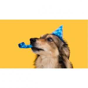 2025美国购买及领养宠物详细流程（手续+费用+渠道+注意事项），领养宠物的网站推荐！