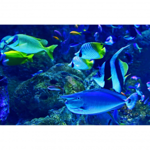 Plan an Ultimate Road Trip from Nashville to Savannah - Best Stops 