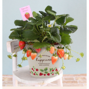 鉢植え 「恋するストロベリー」