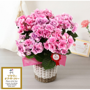 母の日　鉢植え「アジサイ　フェアリーアイ～イイハナ人気NO.1～」