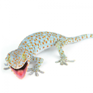 Tokay Gecko 壁虎)