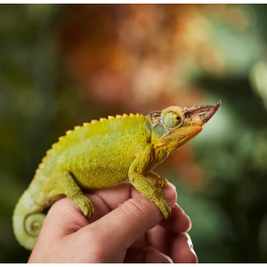 杰克逊的变色龙