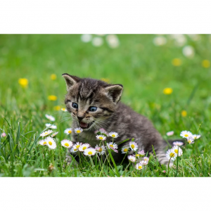 22对猫或狗无害还友好的植物推荐 附猫或狗应远离的花草列表 养猫或养狗家庭可收藏 Extrabux