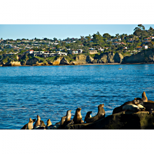 10 Fun Day Trips from Orange County, CA for Families with Dogs During COVID-19