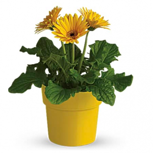 Rainbow Rays 盆栽非洲菊 - 黄色