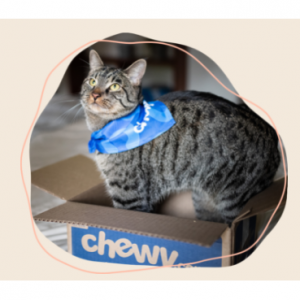 Find Pets to Adopt Near You @ Chewy