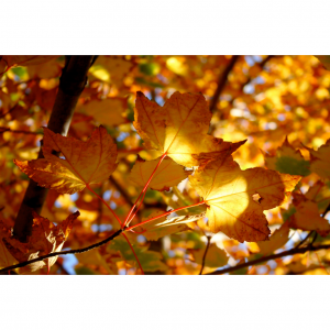 10 Best Places to See Autumn Leaves in Australia (Best Time & Foliage Map)
