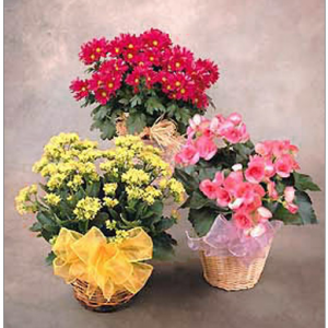 Plants & Planters from $49.95 @ 1-800-FLORALS