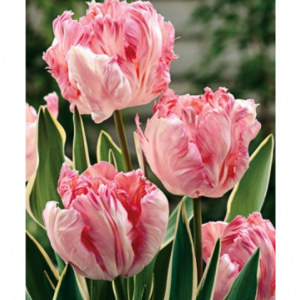 Up to 40% off Tulips Sale @ Dutch Gardens