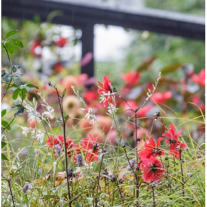 £80 off RHS Chelsea Flower Show @Caledonian Travel 