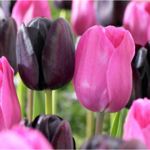 Van Zyverden Tulips Lip Stick Blend Set of 15 Bulbs Mixed Part Sun