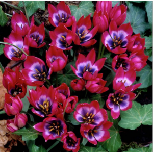 Van Zyverden Tulips, Little Beauty, Set of 12 Bulbs Multi-Color Part Sun