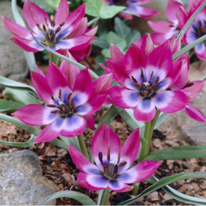 Van Zyverden Tulips Little Beauty Set of 25 Bulbs Multi-Color Part Sun