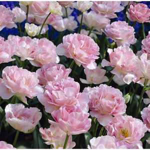 18% off Van Zyverden Tulips Angelique Set of 12 Bulbs @Amazon