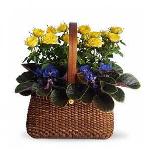 GiftTree Selected Plants Low to $54.95