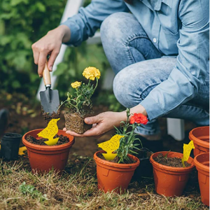 Stingmon 盆栽植物粘虫卡12张 @ Amazon