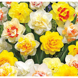 Up to 45% off Daffodils Sale @ Dutch Gardens