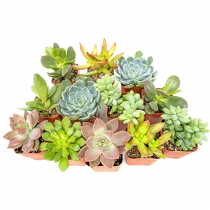 Plants for Pets Succulent Plants (12 Pack) Fully Rooted in Planter Pots with Soil @ Amazon