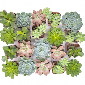 Plants for Pets  多肉植物盆栽20盆