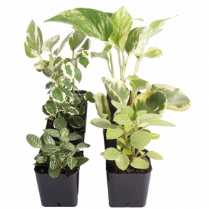 史低价：Shop Succulents 室内绿植6棵 @ Amazon