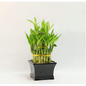 Amazon Lucky Bamboo Plant 