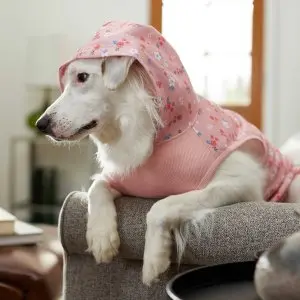 Up To 50% Off On Winter Apparel @ Chewy.com