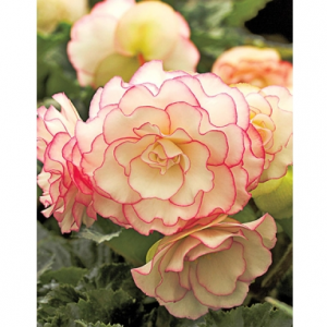 Up to 38% off Begonias Sale @ Dutch Gardens