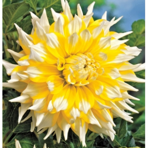 Up to 66% off Dahlias Sale @ Dutch Gardens