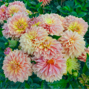 Up to 75% off Dahlia @ Breck's