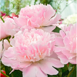 Up to 50% off Peonies Sale @ Breck's