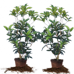 $8 off Tea Olive Flowering Shrub Plant, 2-pack @Costco