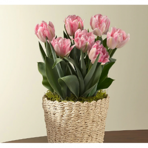 花式狐步郁金香球茎花园