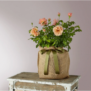 珍珠玫瑰植物之母