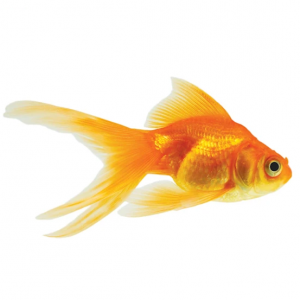 Petco Select Koi and Goldfish On Sale 