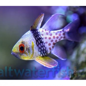 Saltwater Fish Available For Sale @ Saltwaterfish