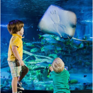 SEA LIFE Orlando Aquarium from $34.03/adult @TripAdvisor 