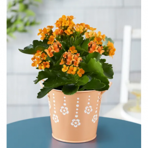 夏季柑橘長壽花