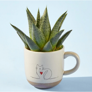 植物杯