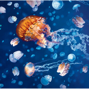 SEA LIFE London Aquarium Adults from £28 & Children from £25 @Attractiontix
