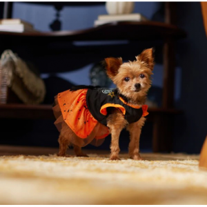 Frisco Boo 狗和猫连衣裙