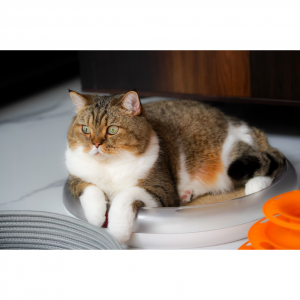 6 Best Alternatives to Royal Canin Urinary SO Dry Cat Food 2025