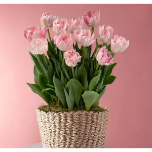 愛在盛開的鬱金香球根花園