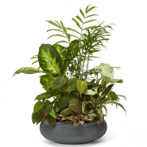 Premium Dish Garden, Deluxe