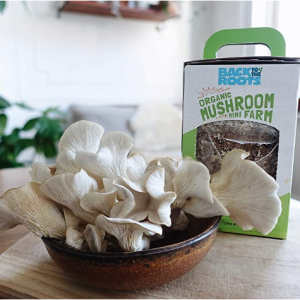 Back to the Roots Organic Mini Mushroom Grow Kit @ Amazon