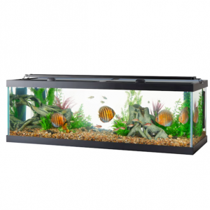 Aqueon Standard Open-Glass Glass Aquarium Tank, 60 Gallon @ Petco